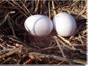 two eggs in nest