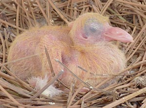 day old pigeon