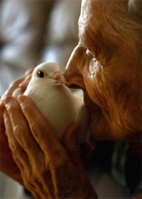 kissing a dove