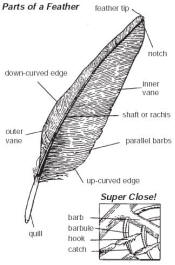 parts of a feather