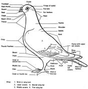 parts of a pigeon