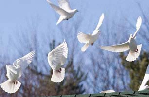 a flock of white  doves