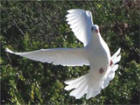 White Doves of Hawaii