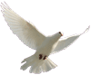 white dove soaring
