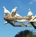 White doves basking in sunshine