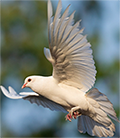 image of a white dove