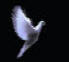 Skydancer Dove Release