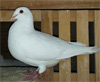 White Racing Pigeon