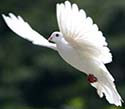 white wings dove release