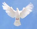botetourt white dove release