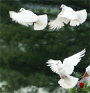 releasing white doves